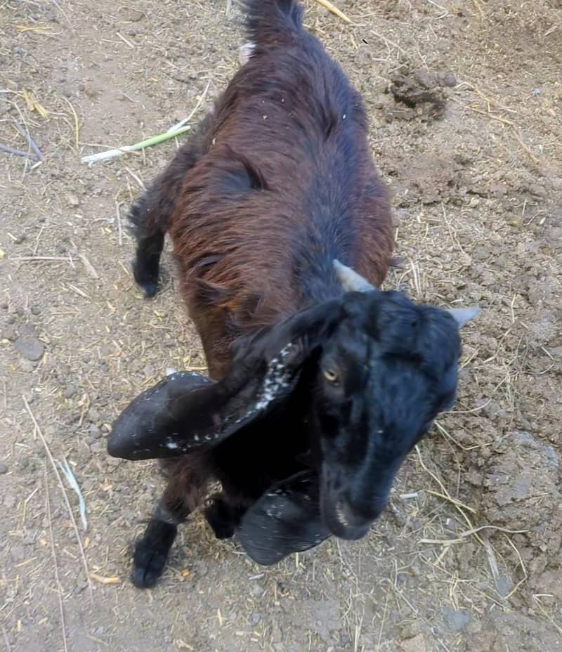 goat bakra 3