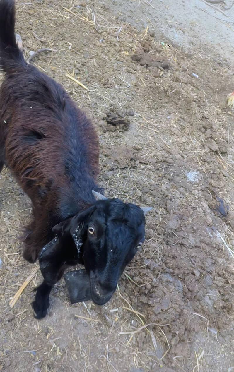 goat bakra 4