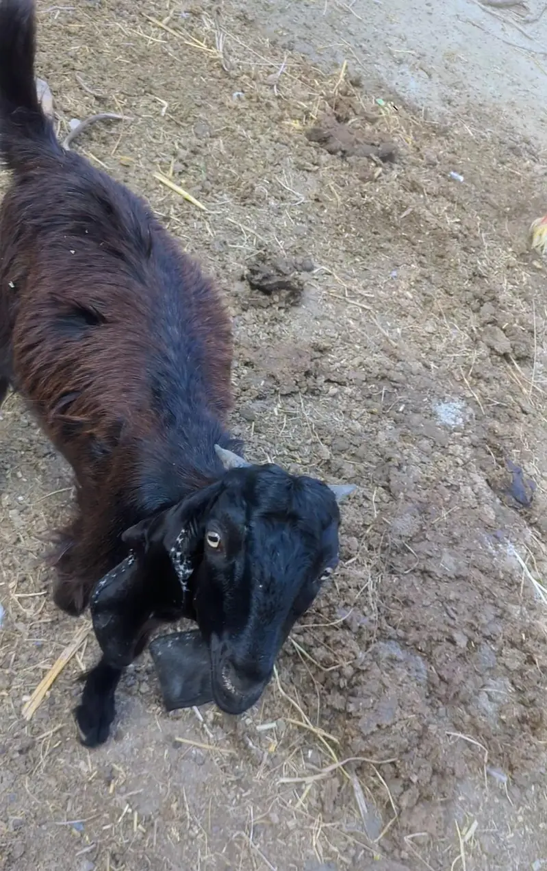 goat bakra — photo 5
