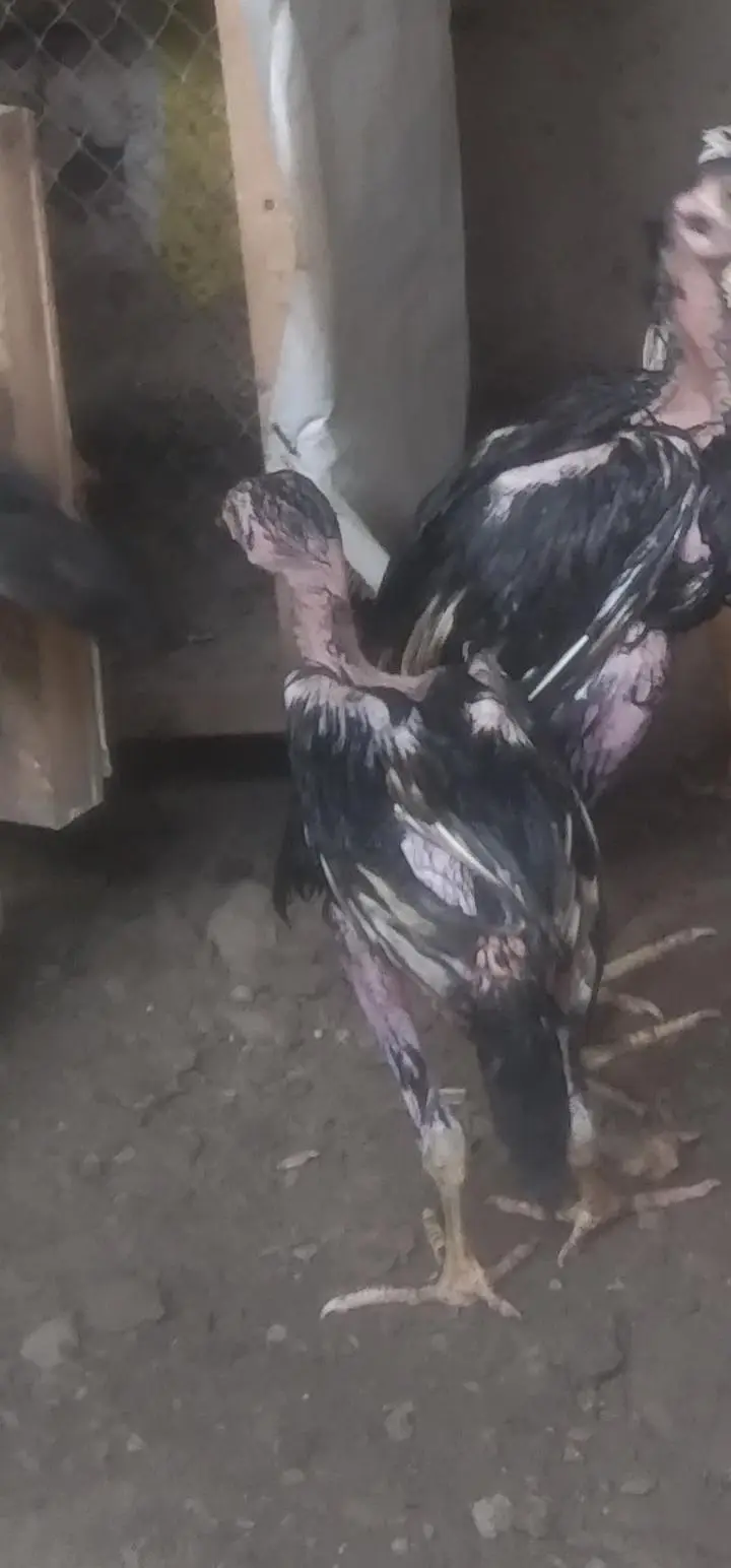 high quality lasani chicks — photo 2