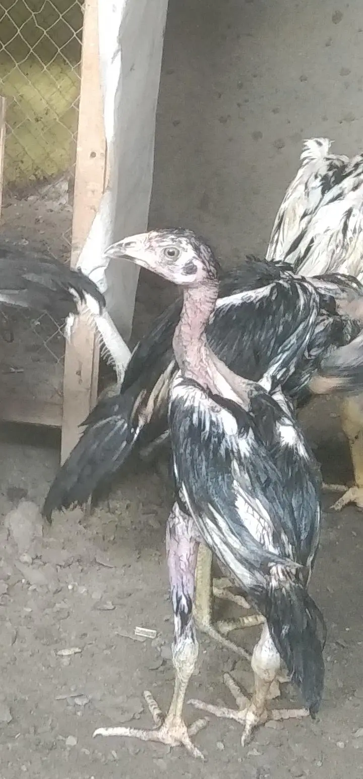 high quality lasani chicks — photo 3