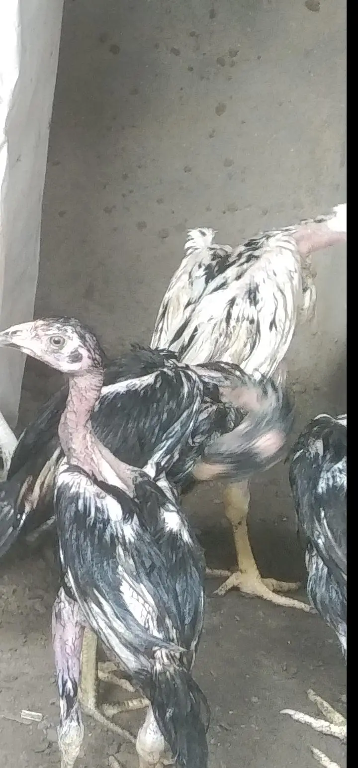 high quality lasani chicks — photo 4