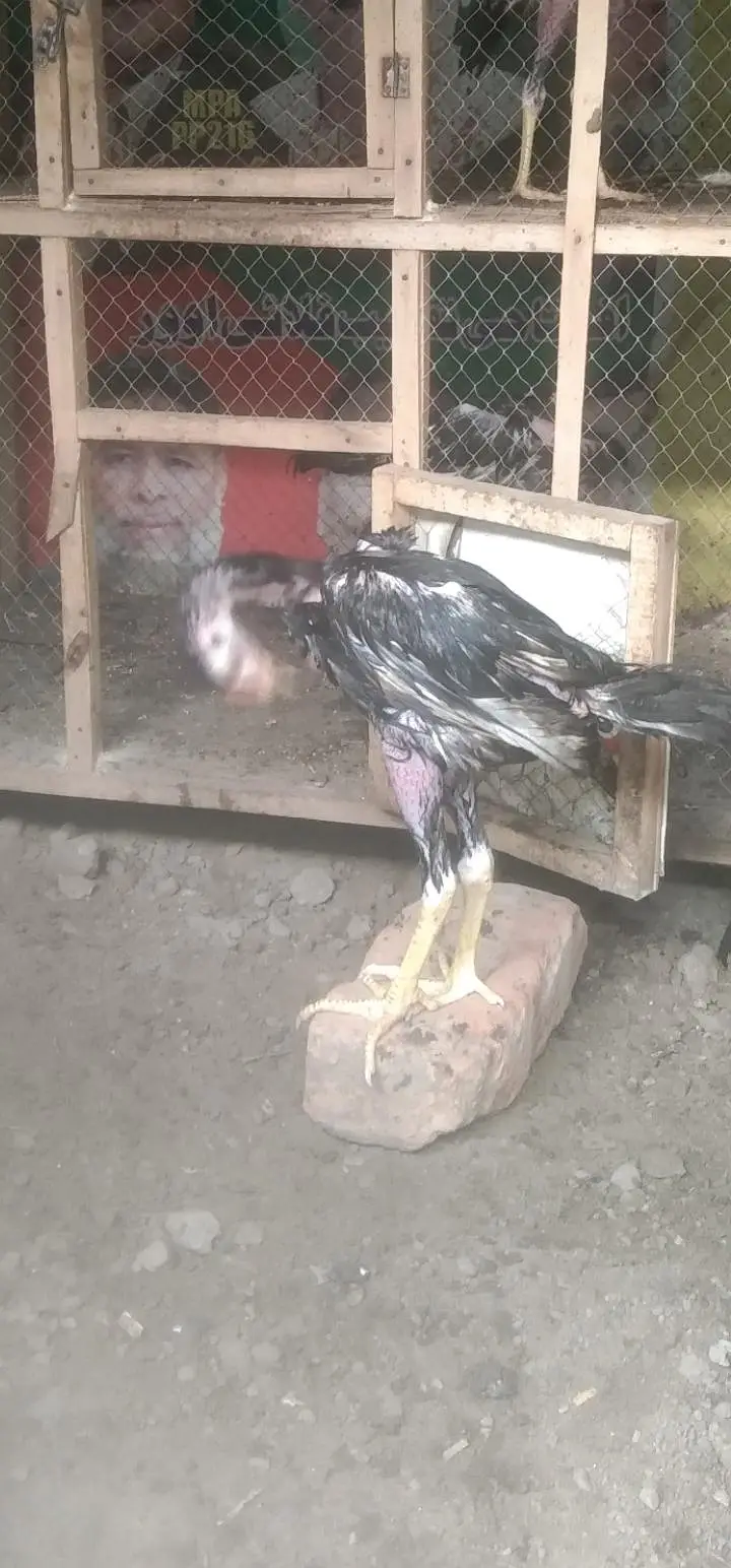 high quality lasani chicks — photo 5