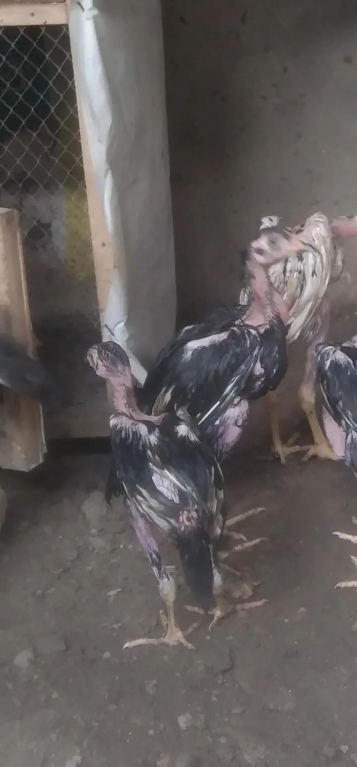 high quality lasani chicks — photo 6