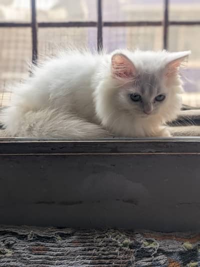 Persian Triple Coated White Female Kitten for Sale
