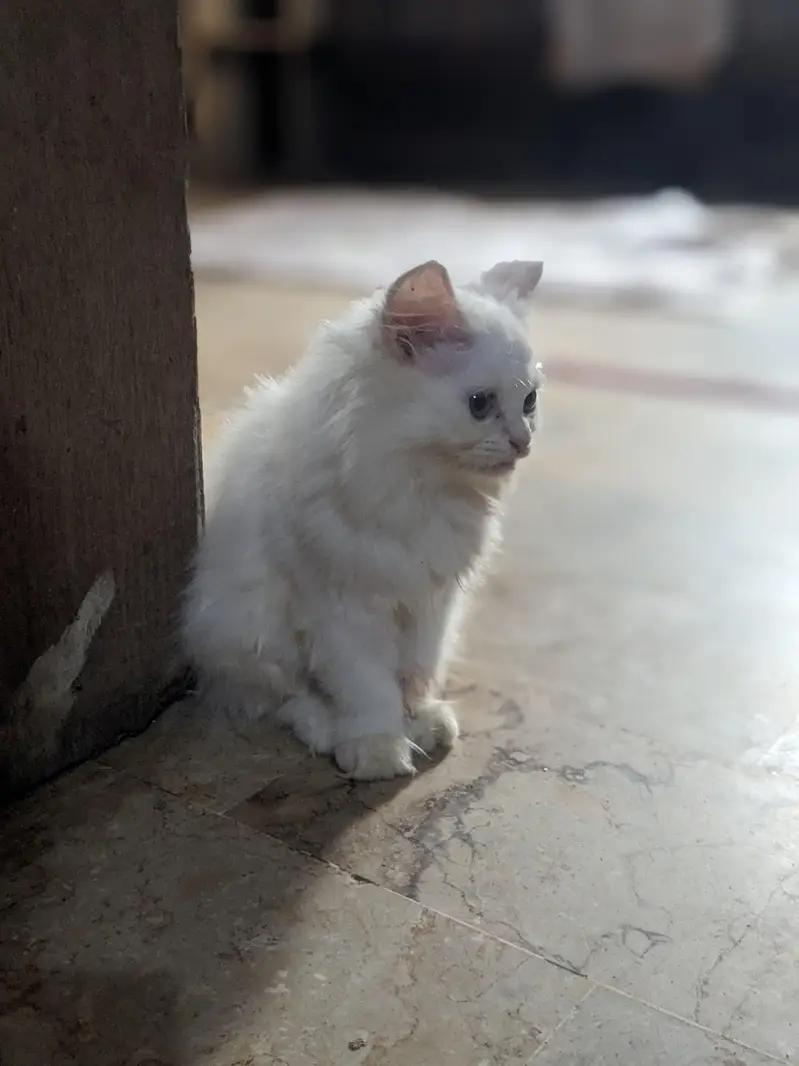 Persian Triple Coated White Female Kitten for Sale — photo 2