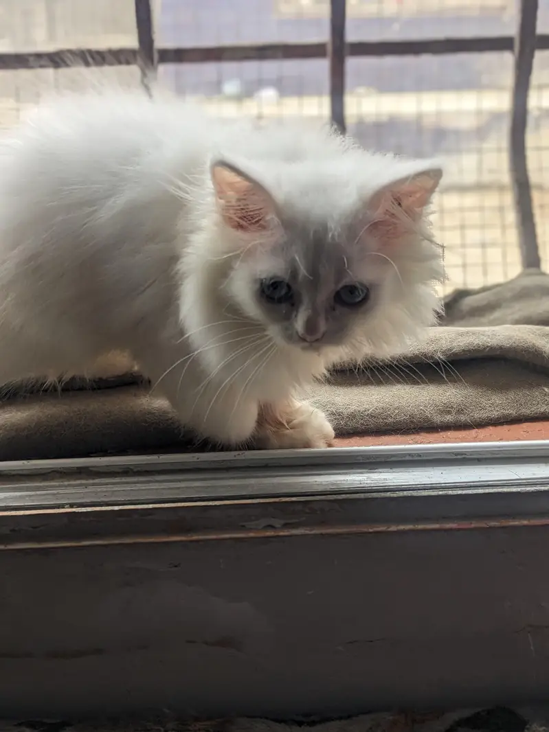 Persian Triple Coated White Female Kitten for Sale — photo 3