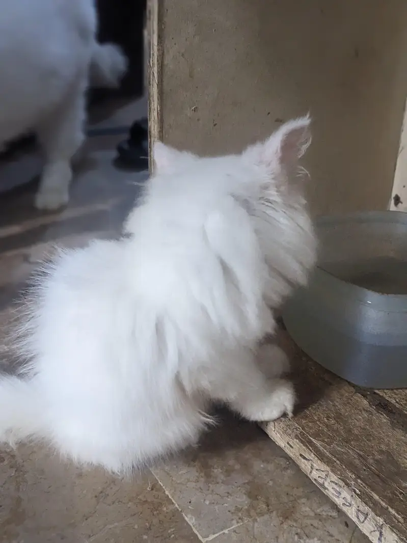 Persian Triple Coated White Female Kitten for Sale — photo 4