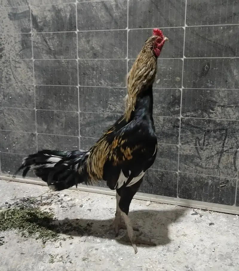 Aseel Murga/Murgi — photo 2