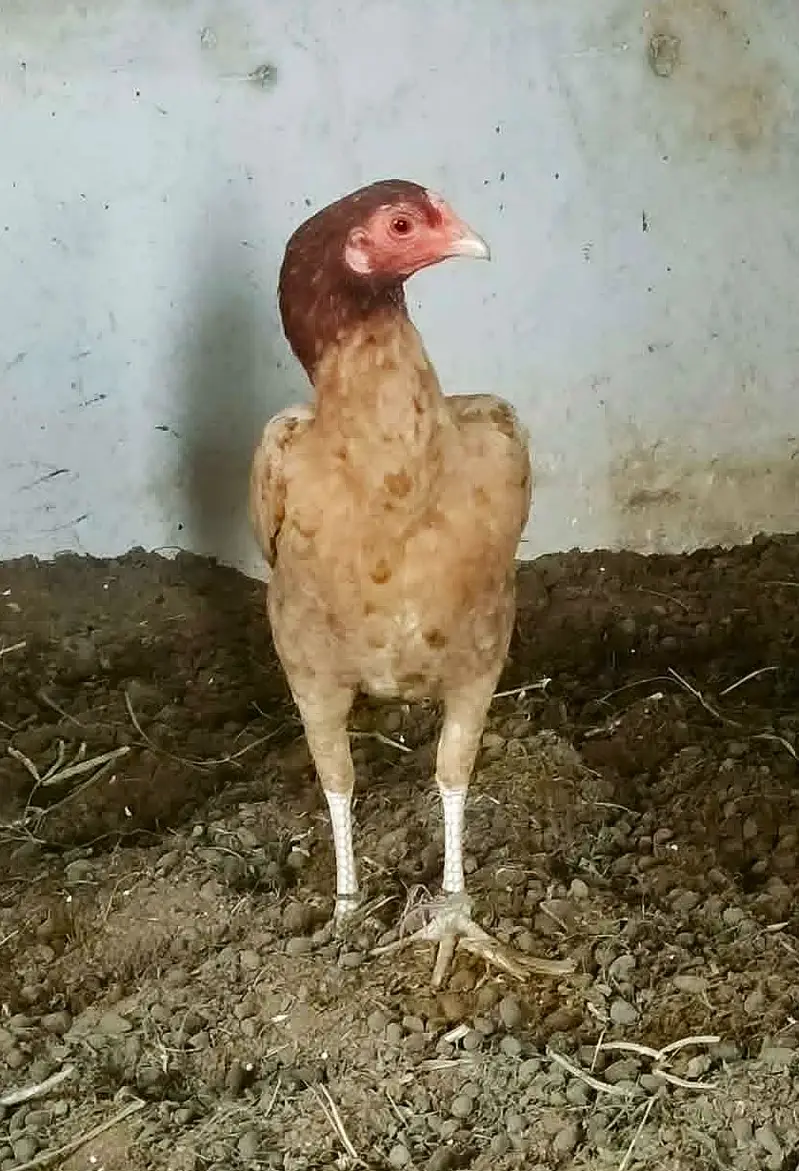 Aseel Murga/Murgi — photo 10