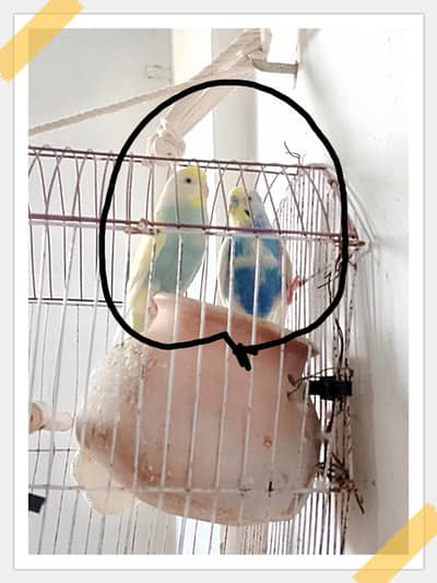 mong parrot pair for sale