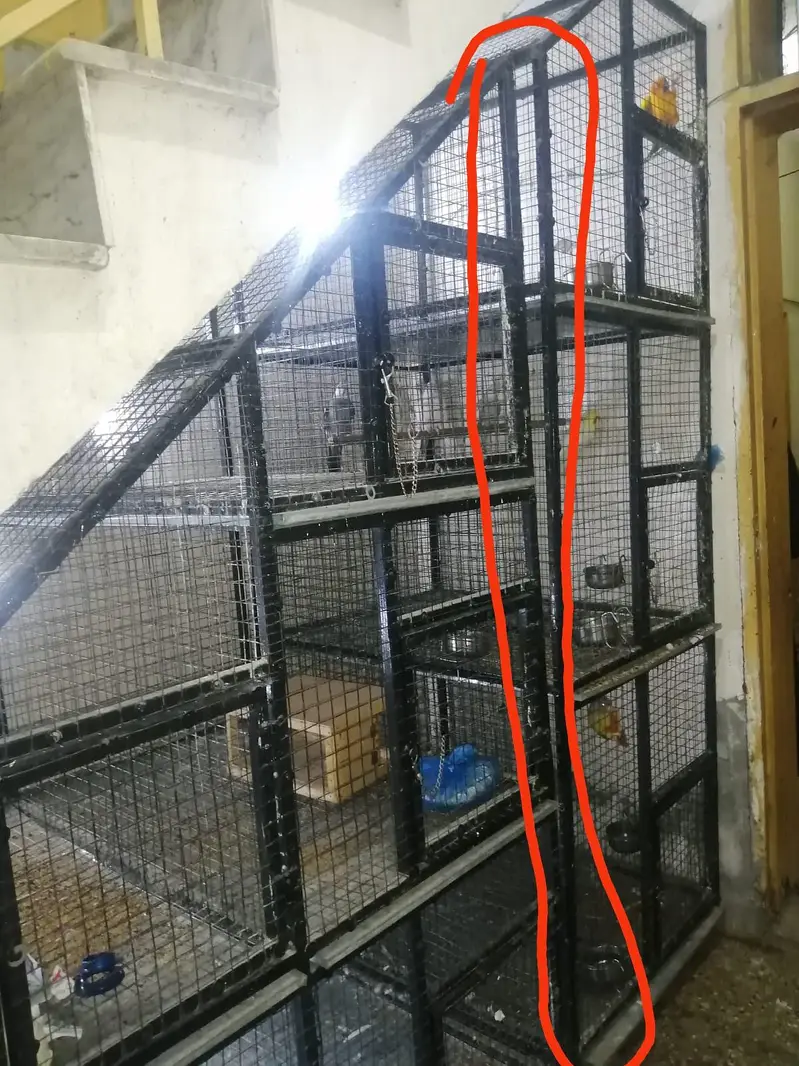 cage for Parrots 100000 — photo 6