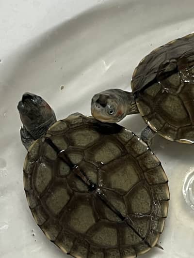 Red Ear Turtle