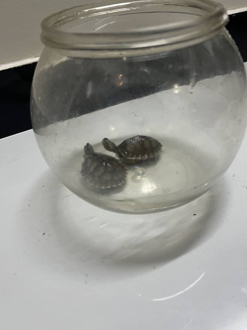 Red Ear Turtle 1