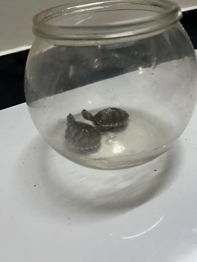 Red Ear Turtle — photo 2