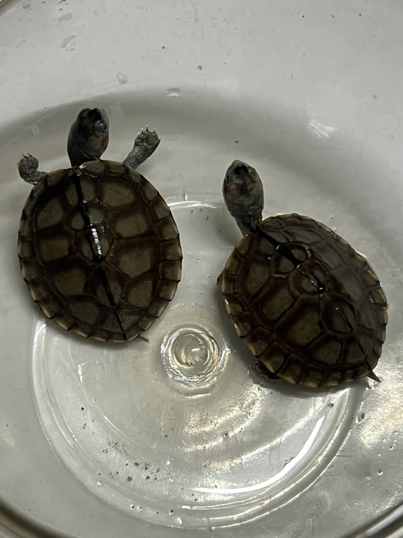 Red Ear Turtle 2