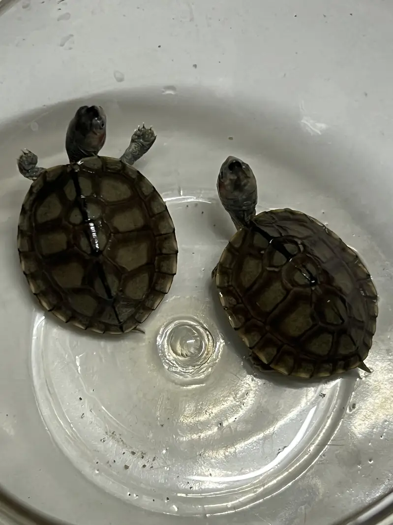 Red Ear Turtle — photo 3