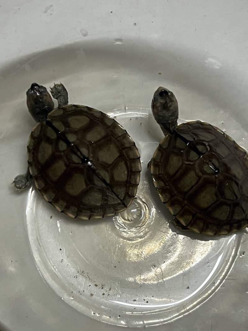 Red Ear Turtle 3