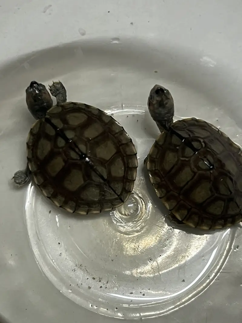Red Ear Turtle — photo 4