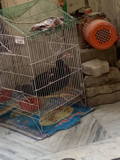 Female aseel