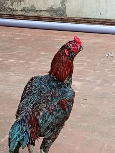yeh galwa aseel breed hai yah mere Ghar ka pala Howa murga hai