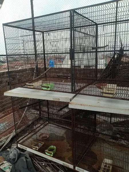 master cage — photo 2