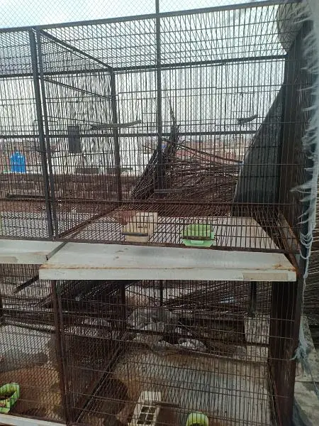 master cage — photo 3
