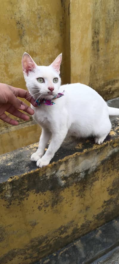 Persian pregnant cat for sale
