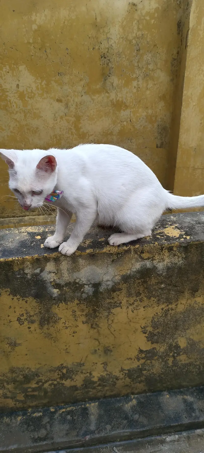 Persian pregnant cat for sale — photo 2