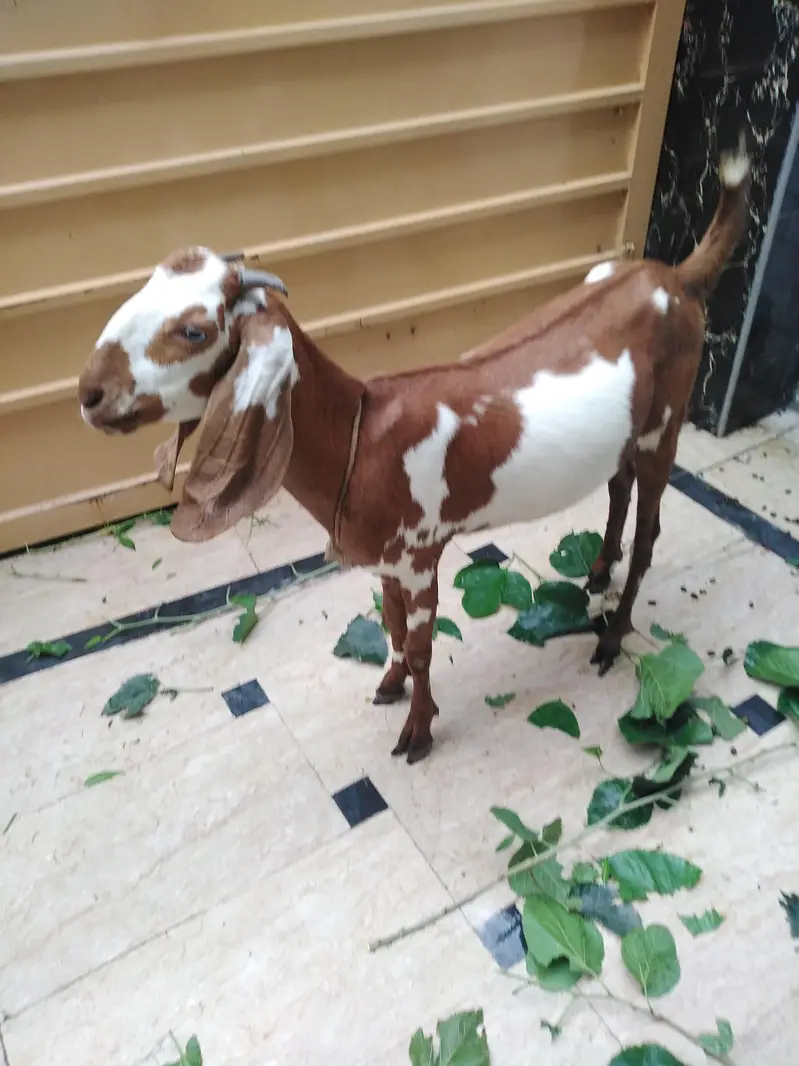Pakistani DESI Gotes — photo 2