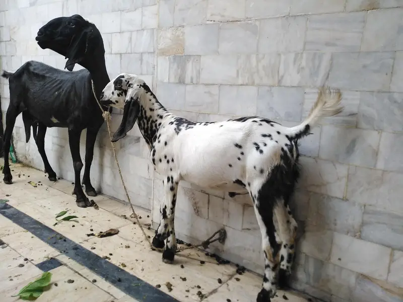 Pakistani DESI Gotes — photo 3