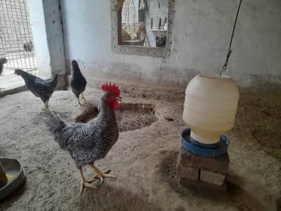 Pure Plymouth Rock Hens & Roosters - Active & Healthy