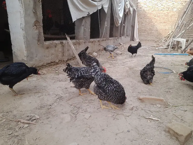 Pure Plymouth Rock Hens & Roosters - Active & Healthy — photo 2