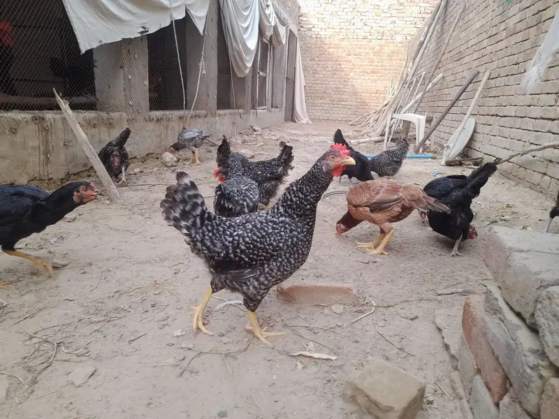 Pure Plymouth Rock Hens & Roosters - Active & Healthy — photo 3