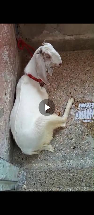 bakra age 10month
