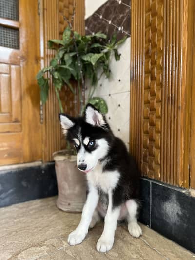 Siberian Husky