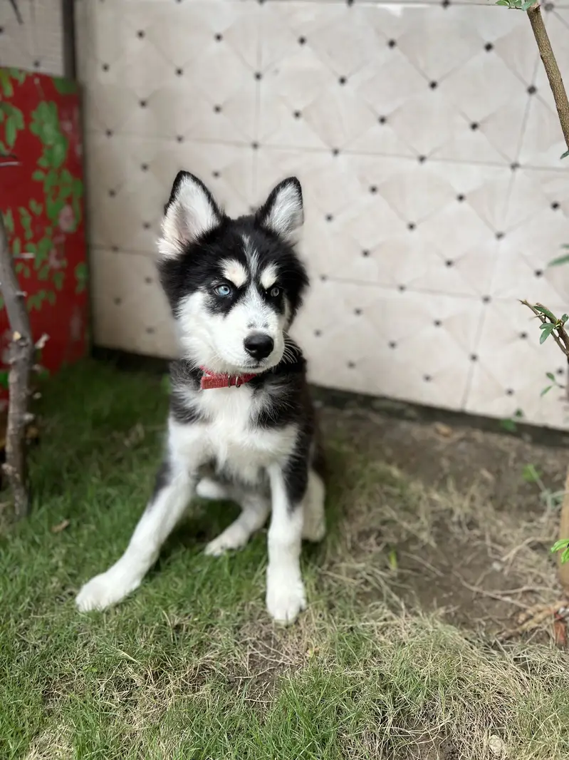 Siberian Husky — photo 2