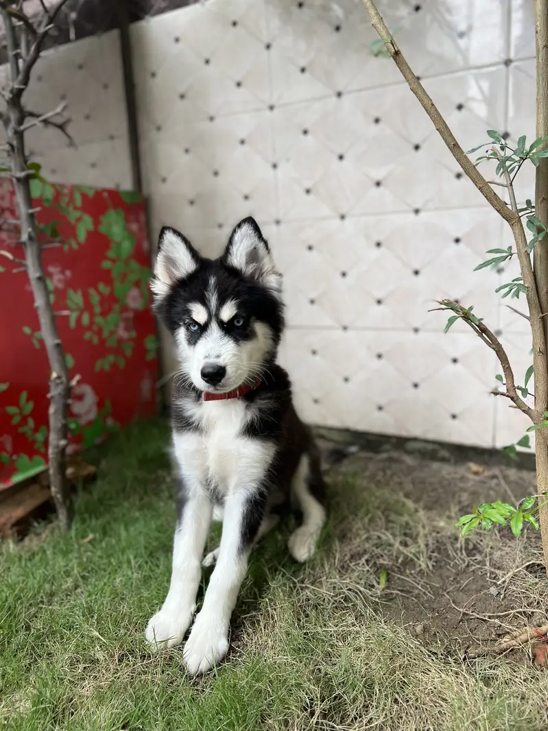 Siberian Husky — photo 3