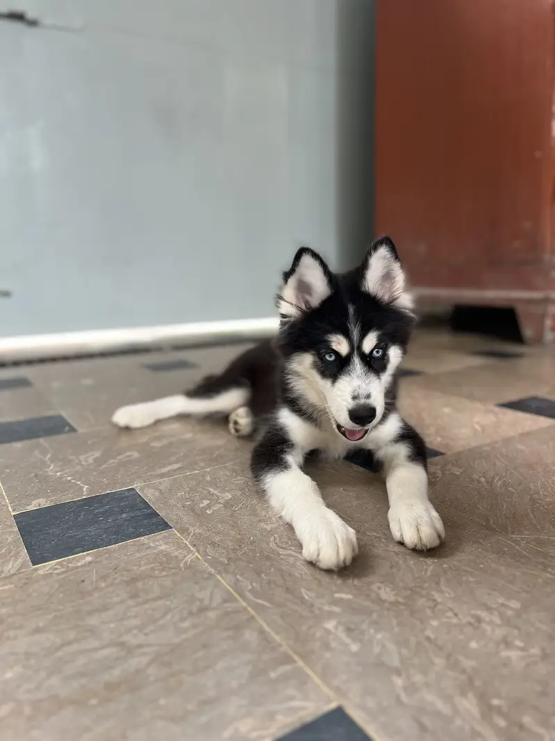 Siberian Husky — photo 4
