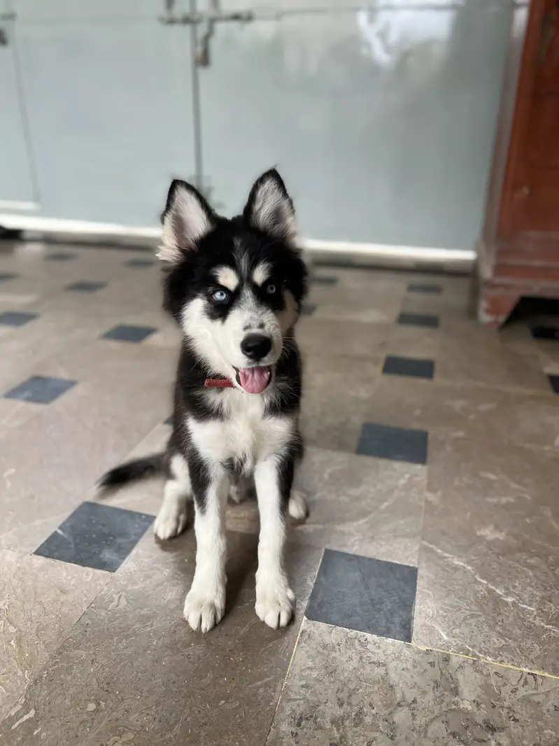 Siberian Husky — photo 5