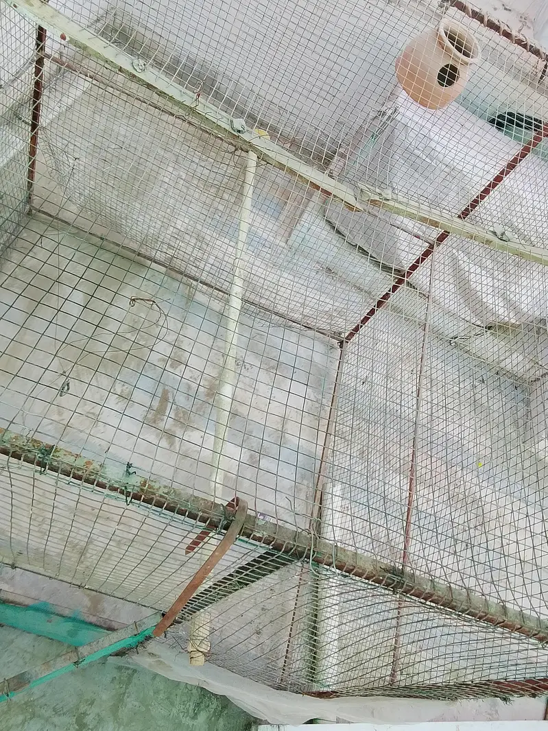 cage (Pingra) for Hens & Birds — photo 3