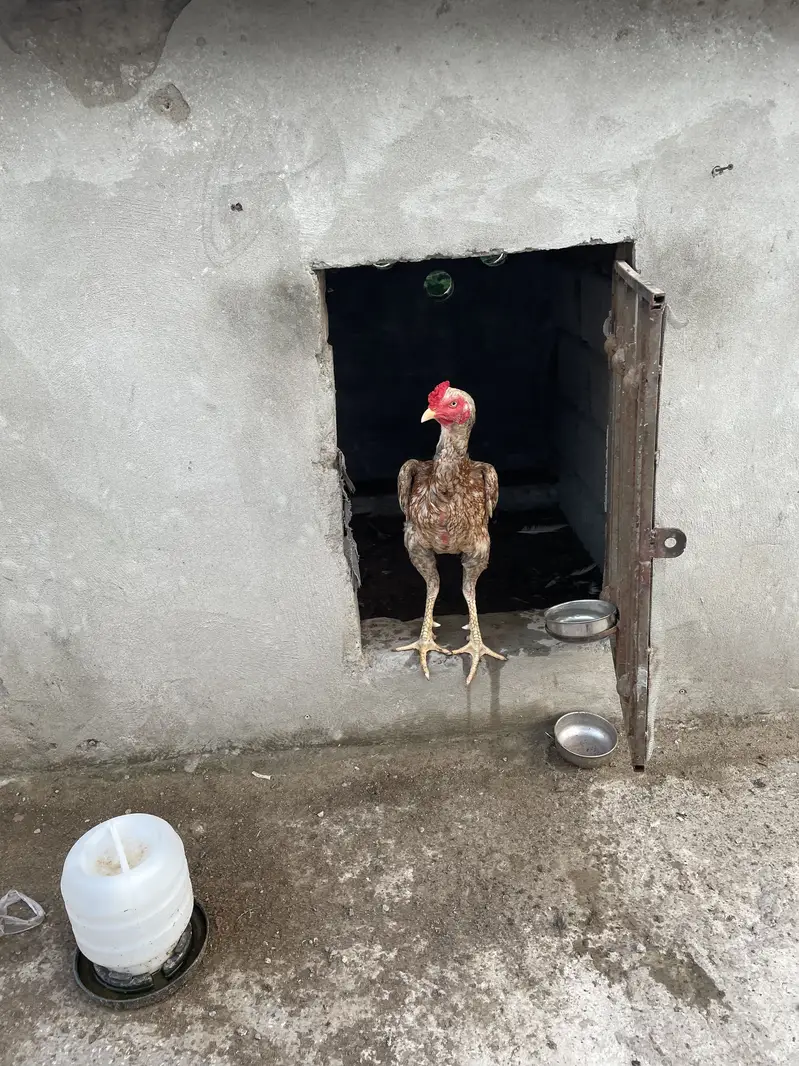 Shajra patha — photo 2
