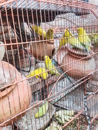 The breeding pair 8 pair is sale