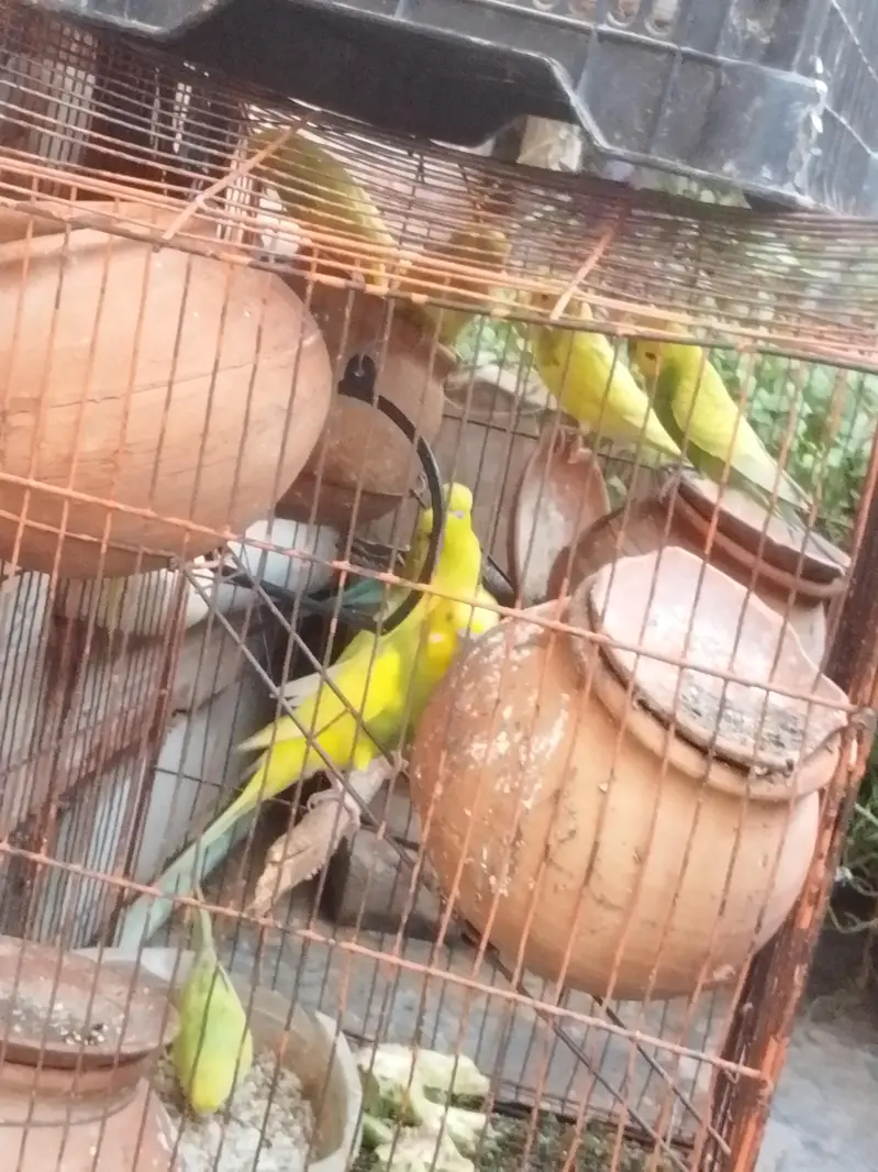 The breeding pair 8 pair is sale — photo 2
