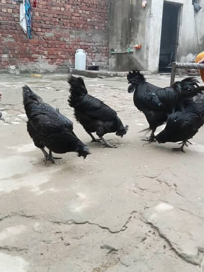 3 murgi ya 1 murga