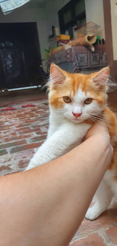 Persian Male Cat