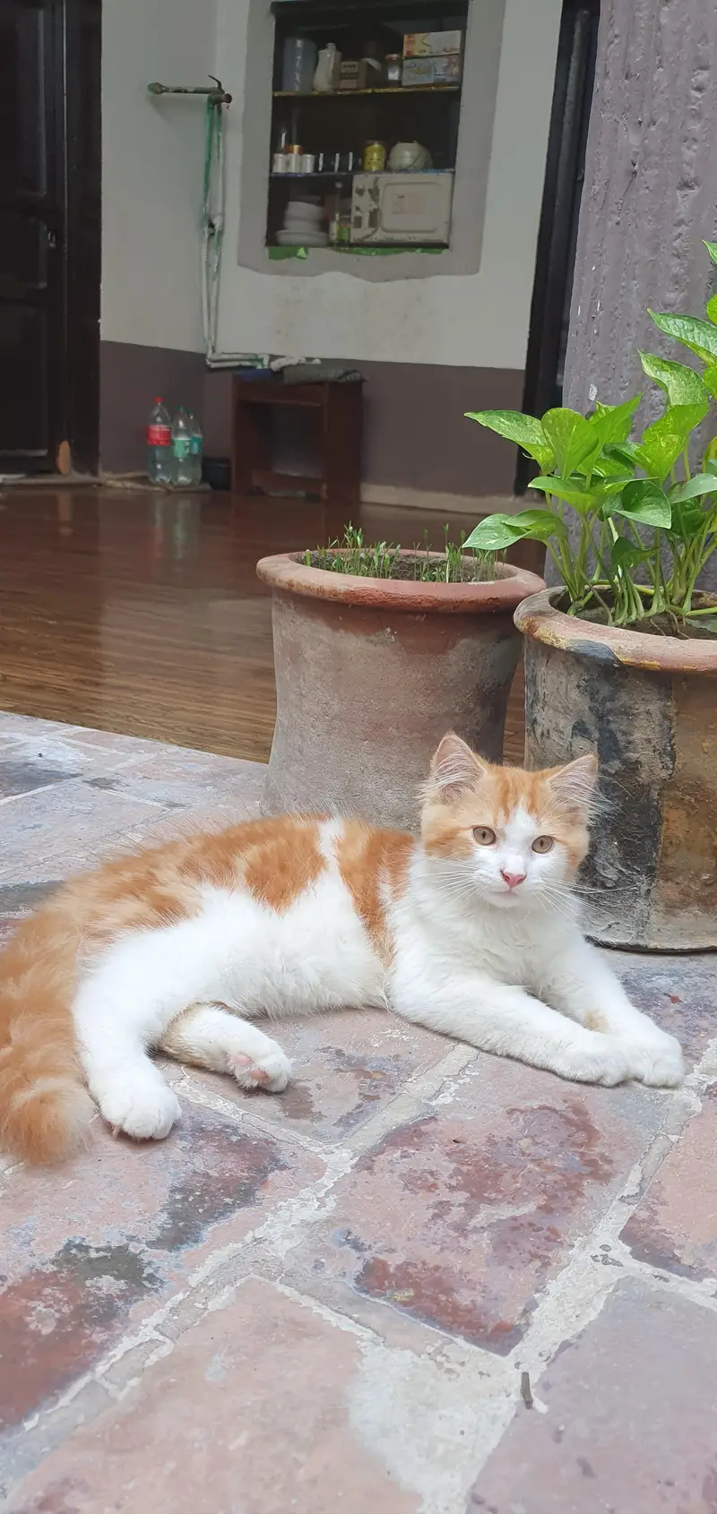 Persian Male Cat — photo 2