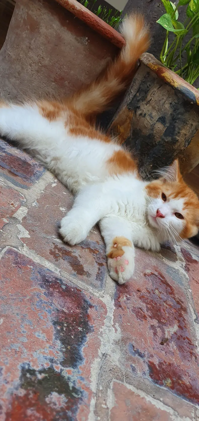 Persian Male Cat — photo 3