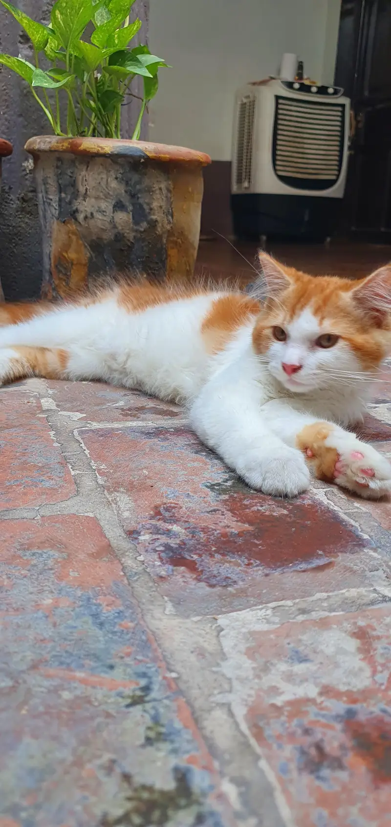 Persian Male Cat — photo 4