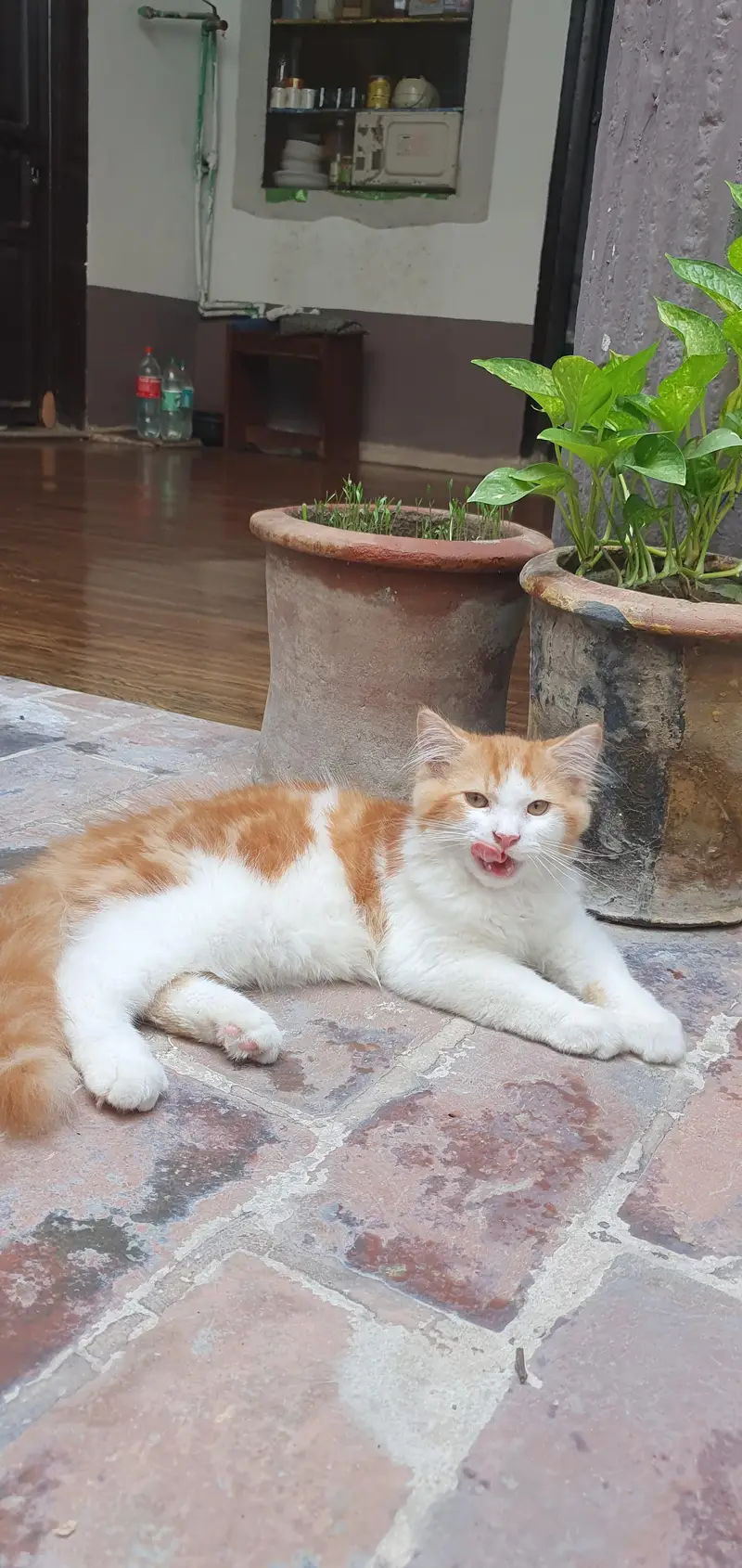 Persian Male Cat — photo 5